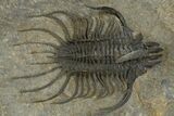 Large, Spiny Quadrops Trilobite - Top Quality Preparation #310128-2